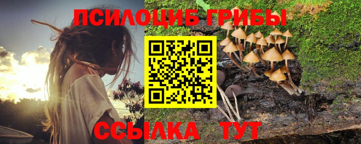 Галлюциногенные грибы Psilocybe Калуга